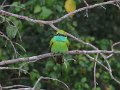 G (38) Little Green Bee-eater - Yala NP